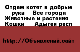 Отдам котят в добрые руки. - Все города Животные и растения » Кошки   . Адыгея респ.